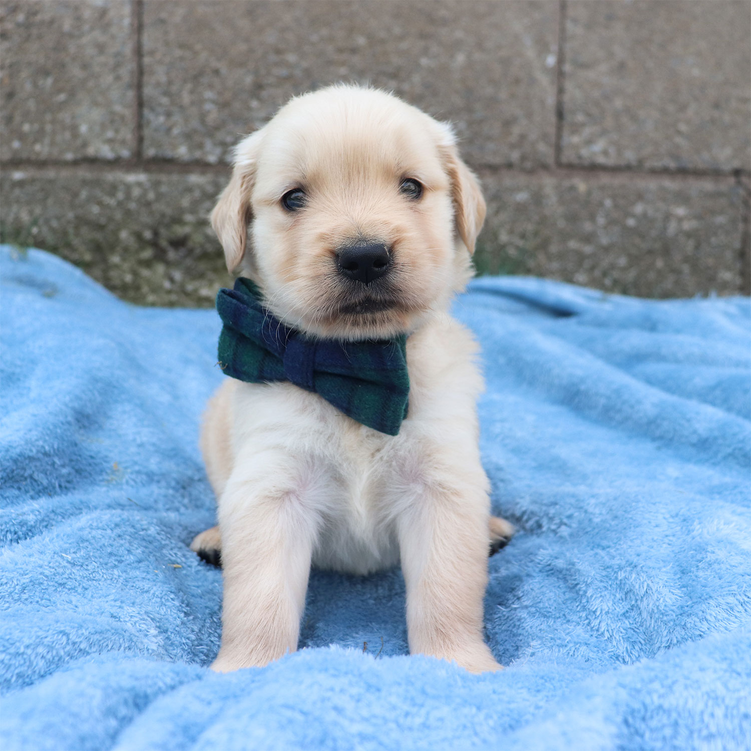 Lexie's Golden Retriever Puppies - Copper (Week 5)