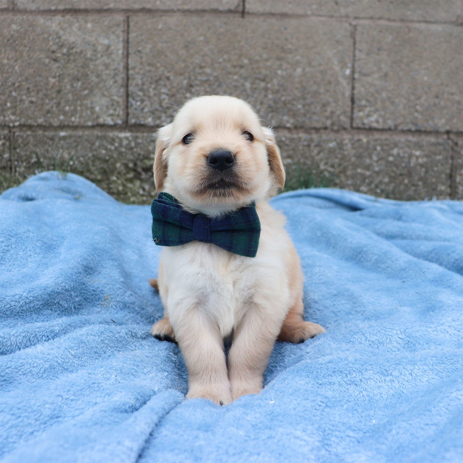 Lexie's Golden Retriever Puppies - Copper (Week 5)