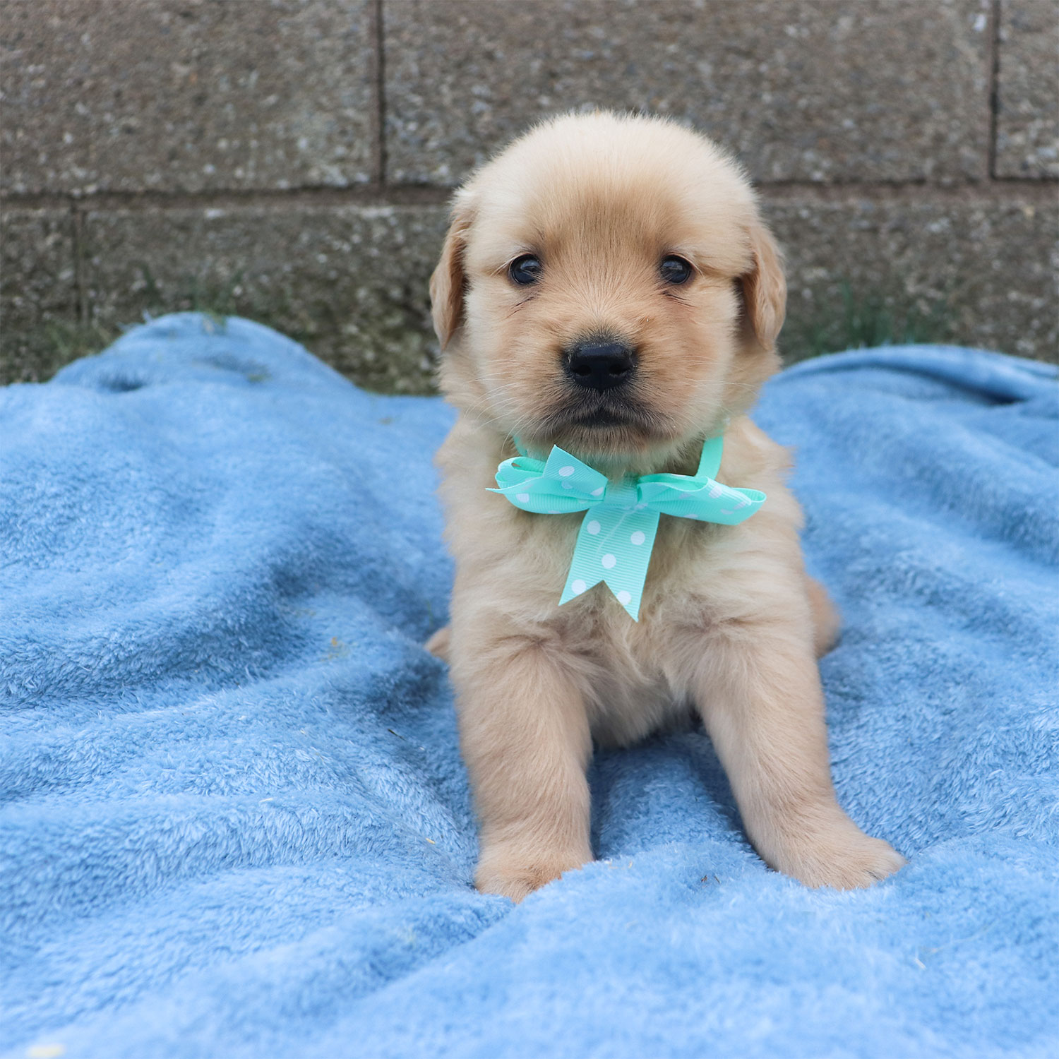 Lexie's Golden Retriever Puppies - Jade (Week 5)