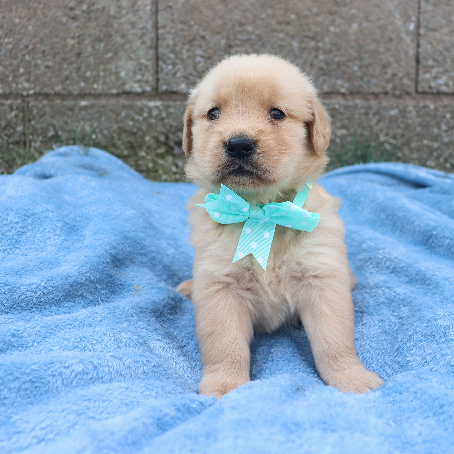 Lexie's Golden Retriever Puppies - Jade (Week 5)