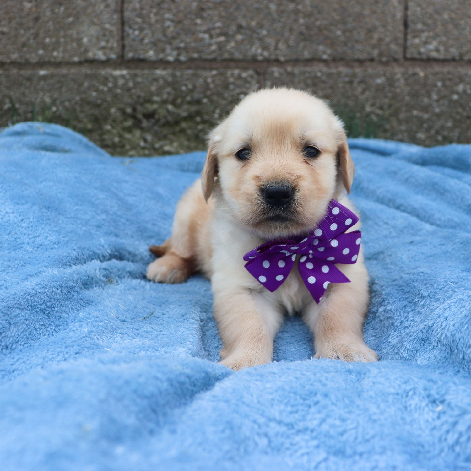 Lexie's Golden Retriever Puppies - Pearl (Week 5)