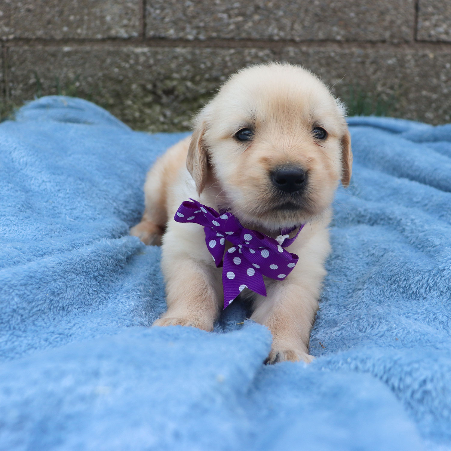 Lexie's Golden Retriever Puppies - Pearl (Week 5)