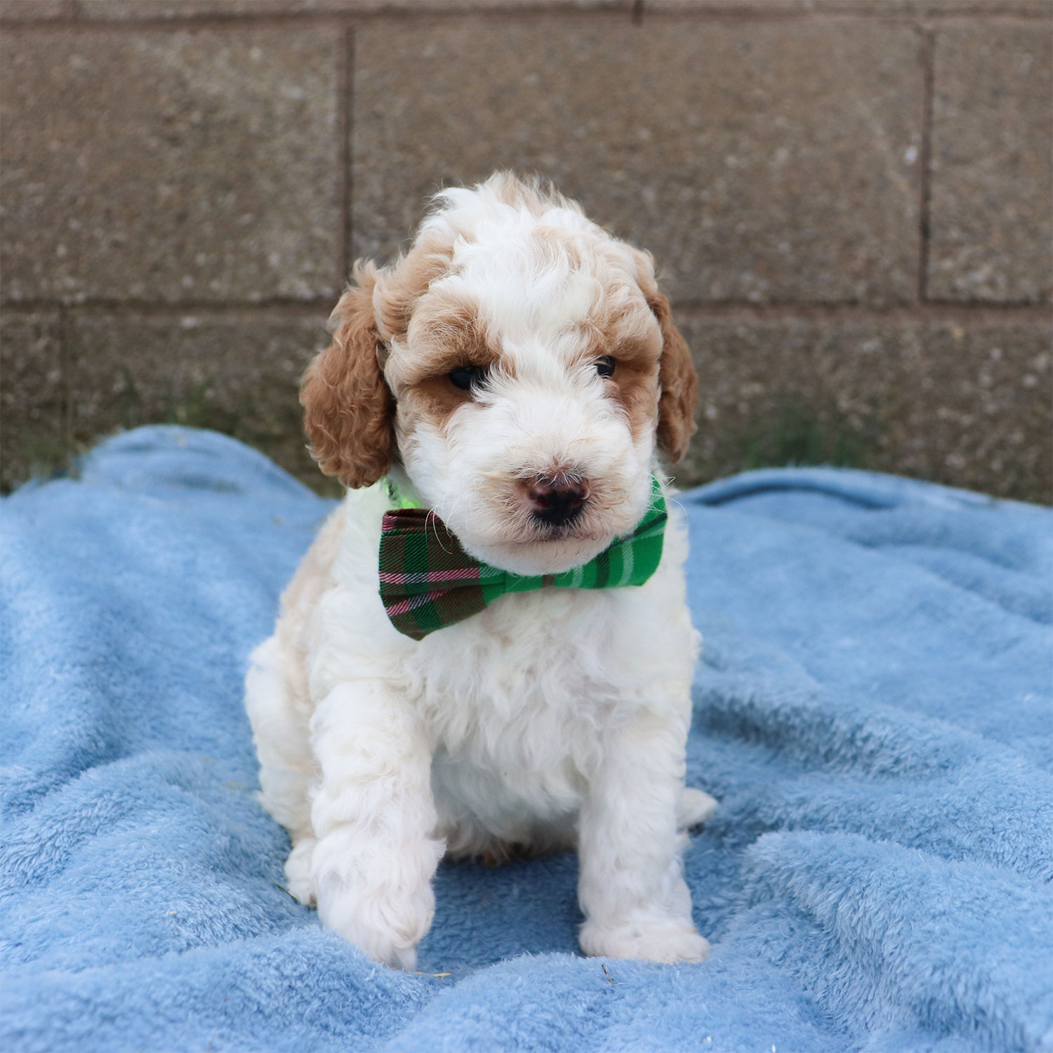 Ruby's Moyen Poodle Puppies - Basil (Week 5)