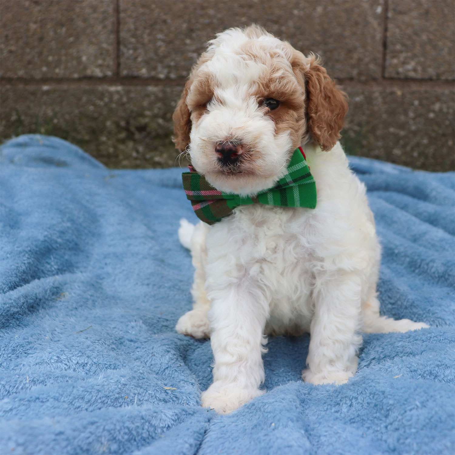 Ruby's Moyen Poodle Puppies - Basil (Week 5)