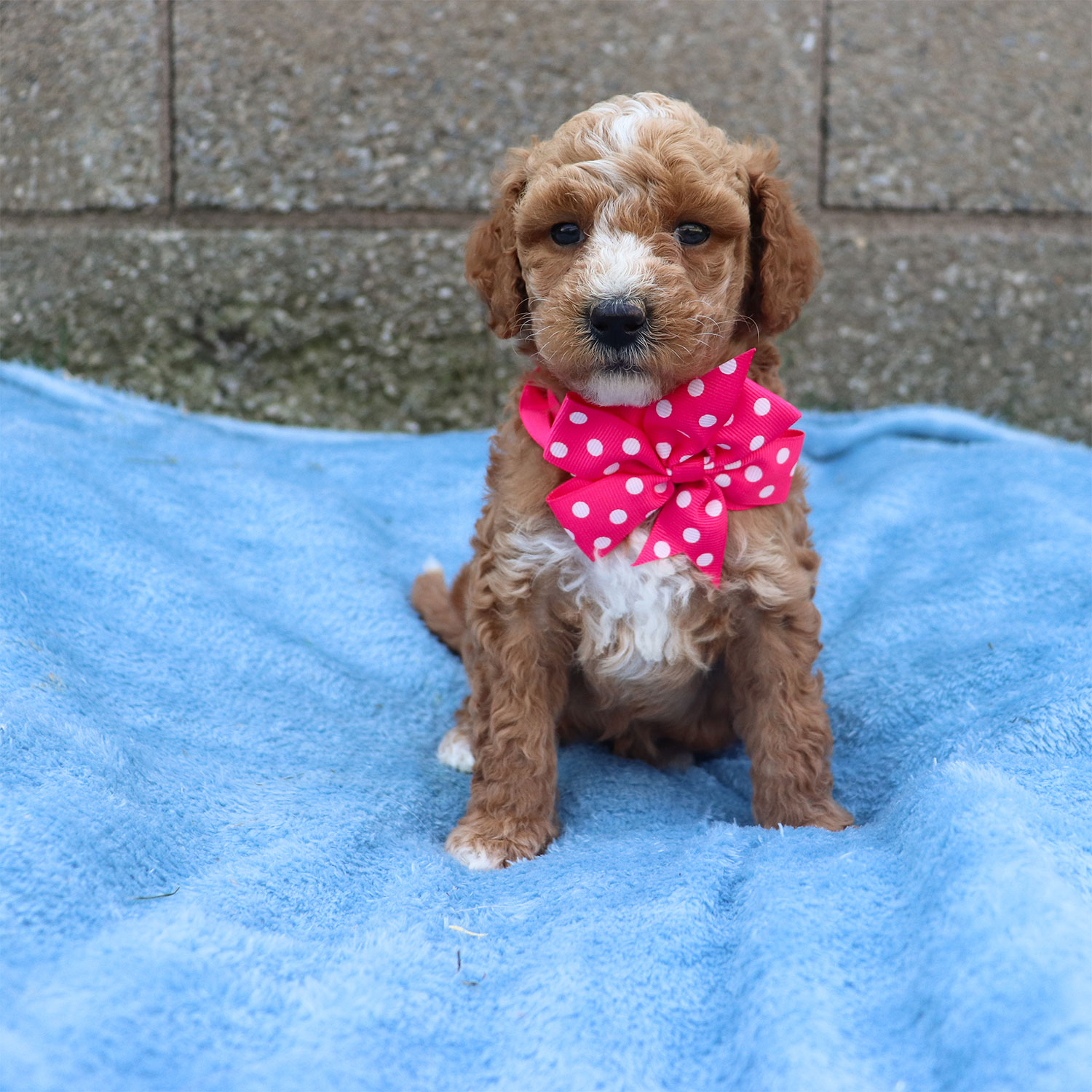 Ruby's Moyen Poodle Puppies - Cinnamon (Week 5)