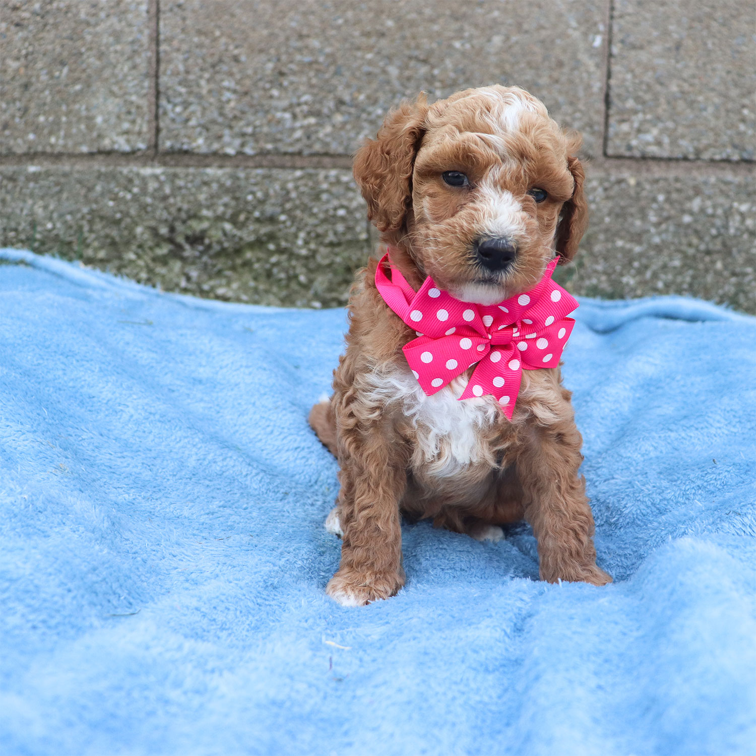 Ruby's Moyen Poodle Puppies - Cinnamon (Week 5)