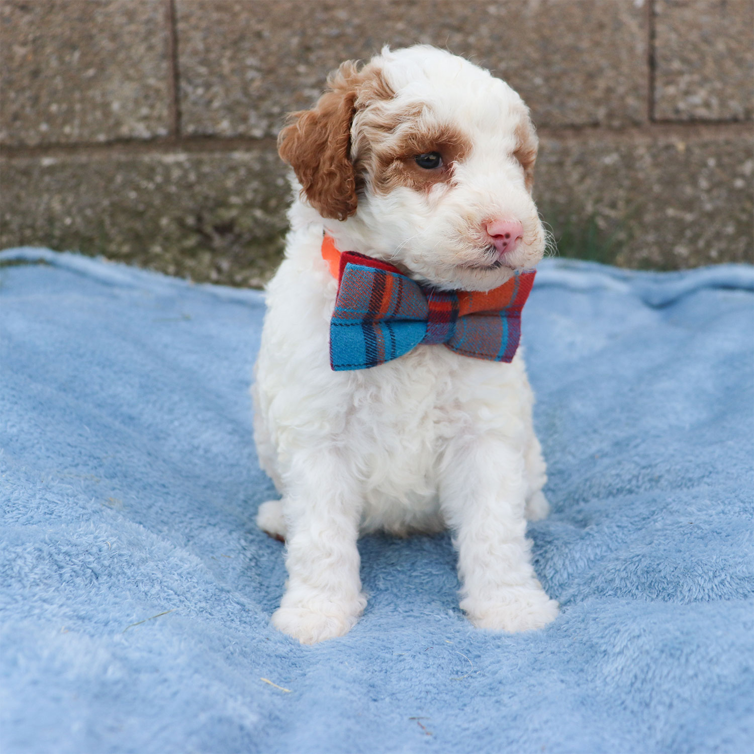 Ruby's Moyen Poodle Puppies - Curry (Week 5)