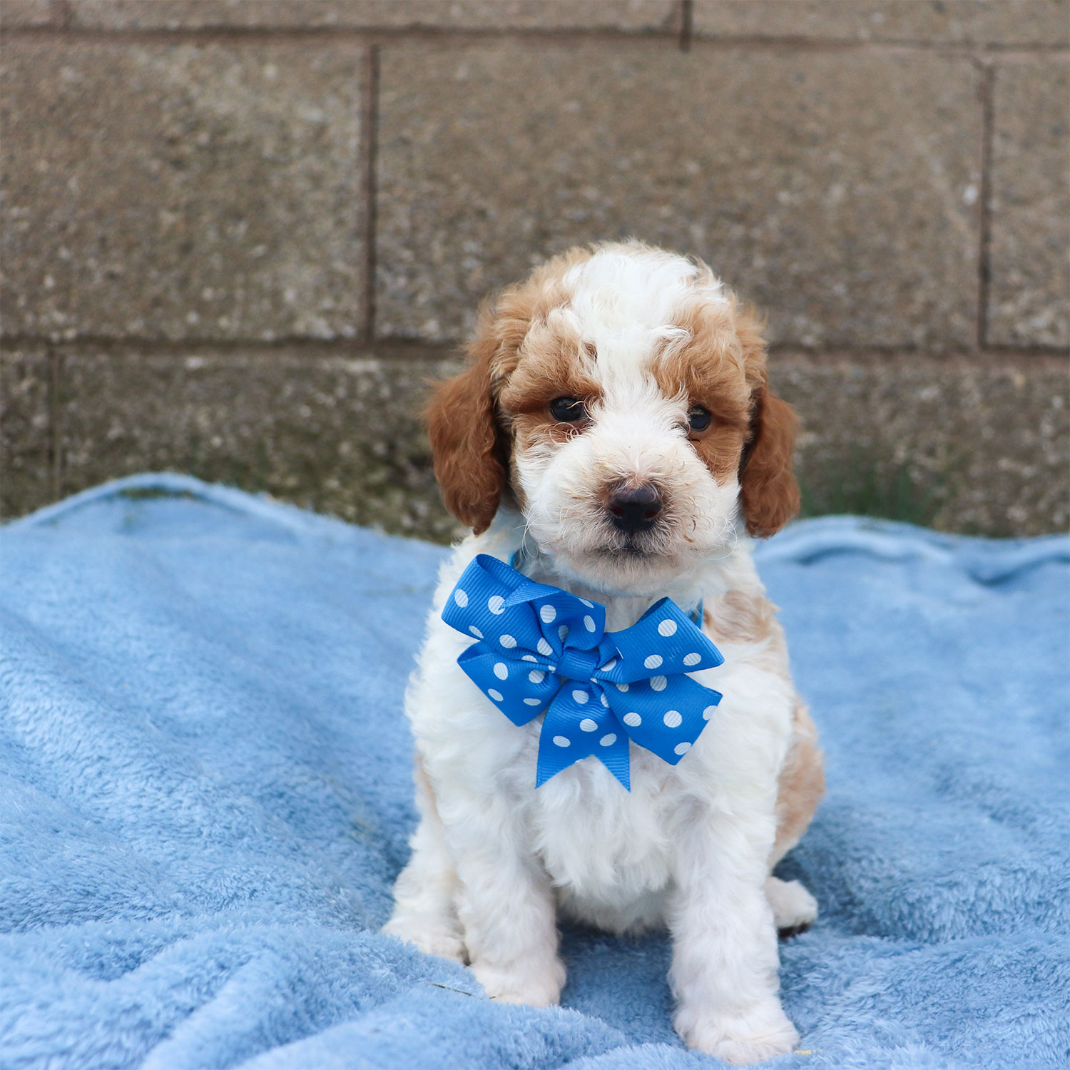 Ruby's Moyen Poodle Puppies - Rosemary (Week 5)