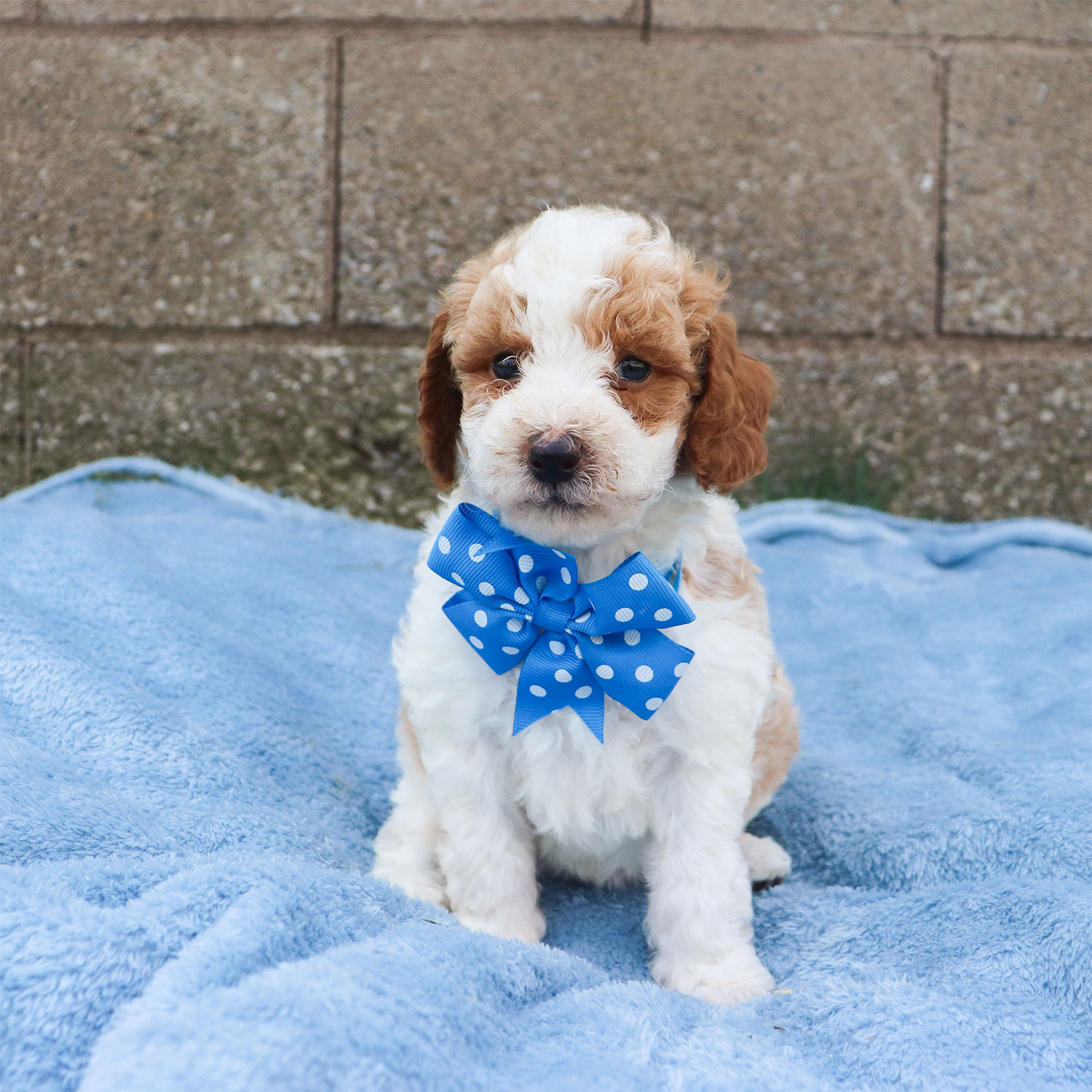 Ruby's Moyen Poodle Puppies - Rosemary (Week 5)