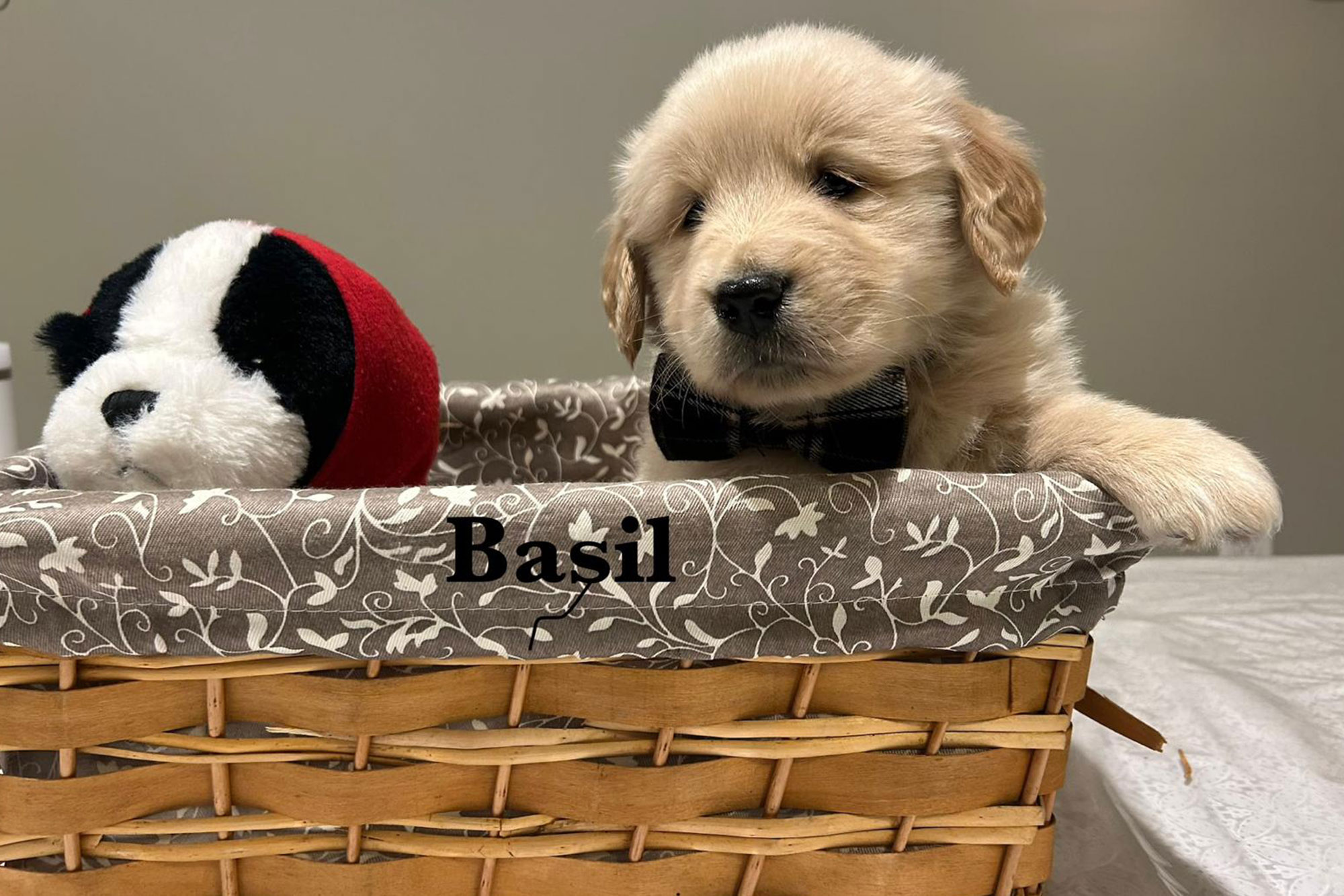 Ellie's Golden Retriever Puppies - Basil (Week 7)