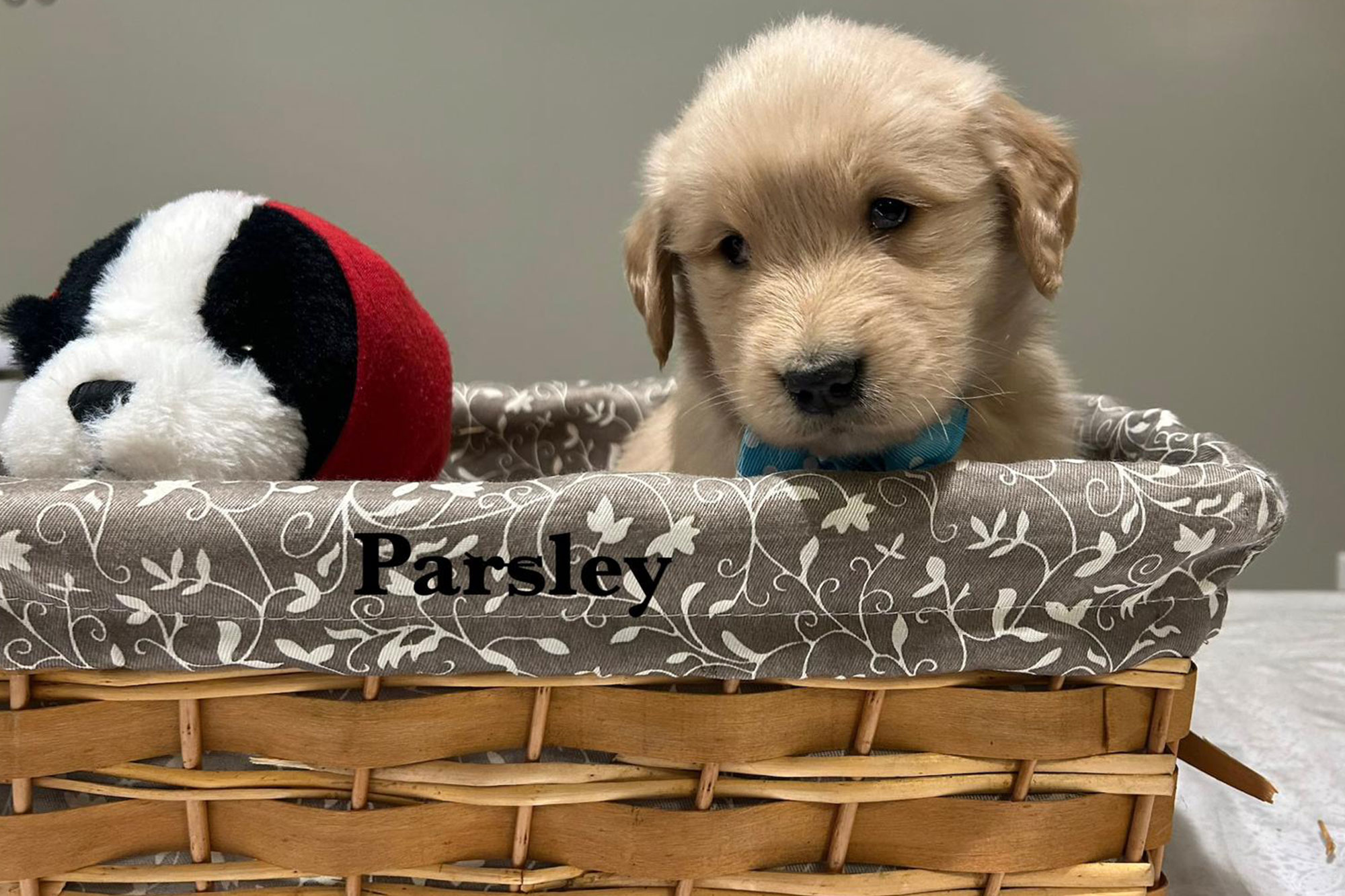 Ellie's Golden Retriever Puppies - Parsley (Week 7)