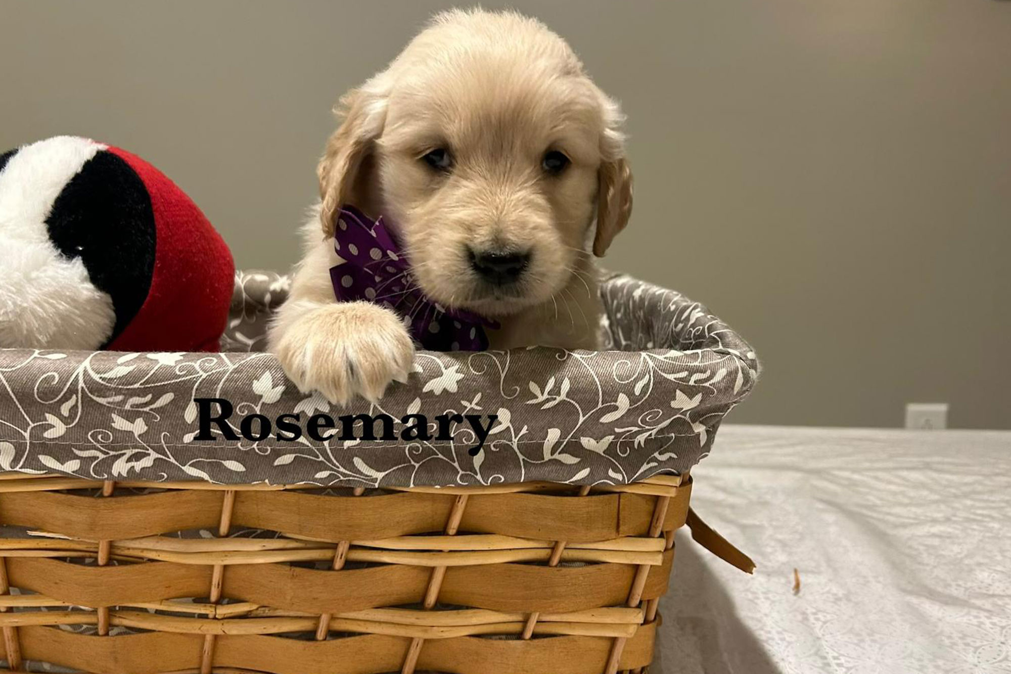 Ellie's Golden Retriever Puppies - Rosemary (Week 7)