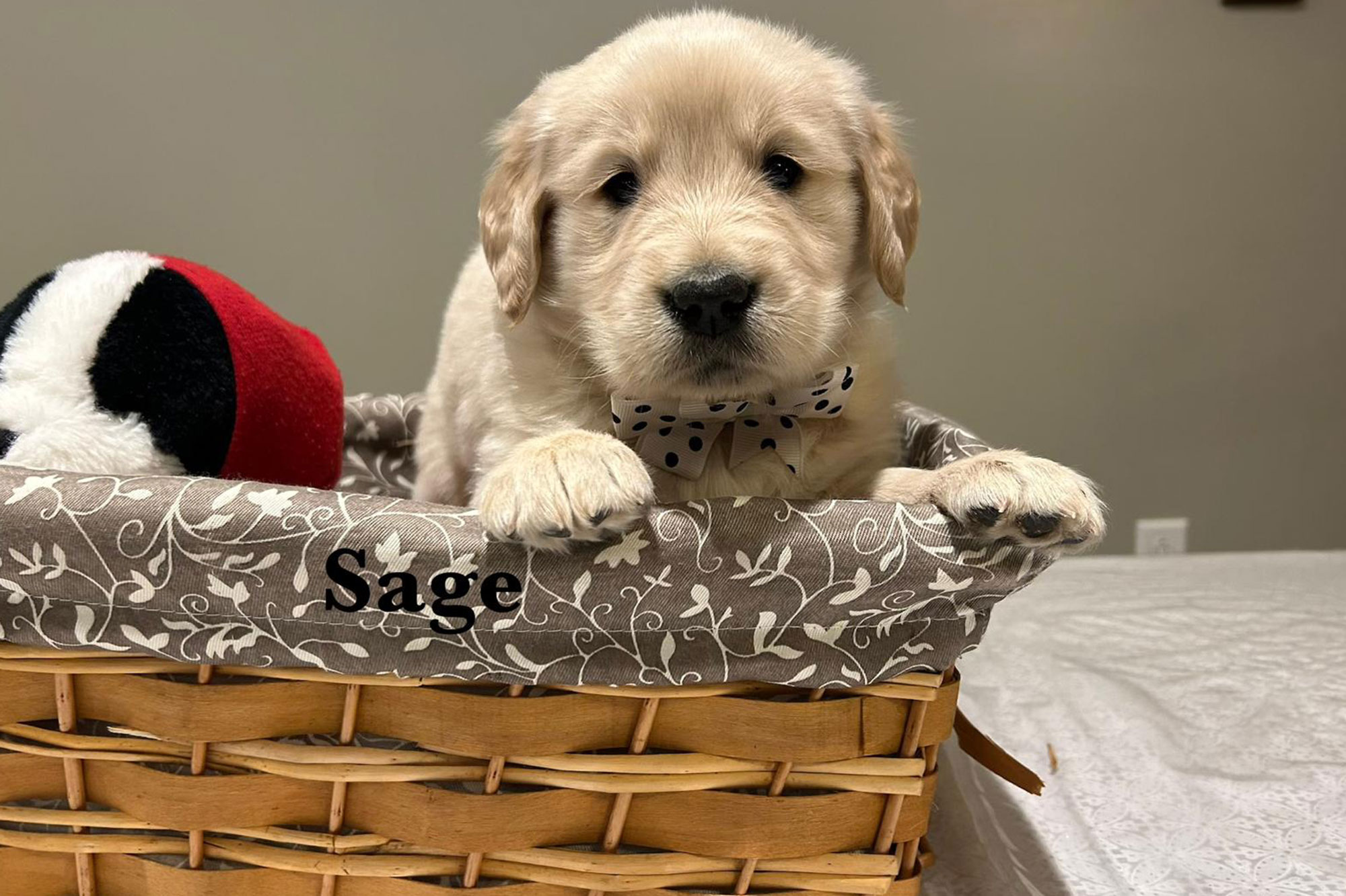 Ellie's Golden Retriever Puppies - Sage (Week 7)