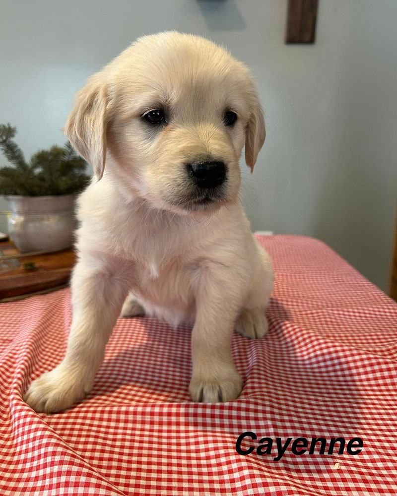 Autumn's Golden Retriever Puppies - Cayenne (Week 8)