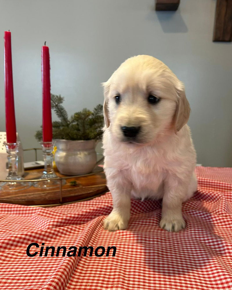 Autumn's Golden Retriever Puppies - Cinnamon (Week 8)