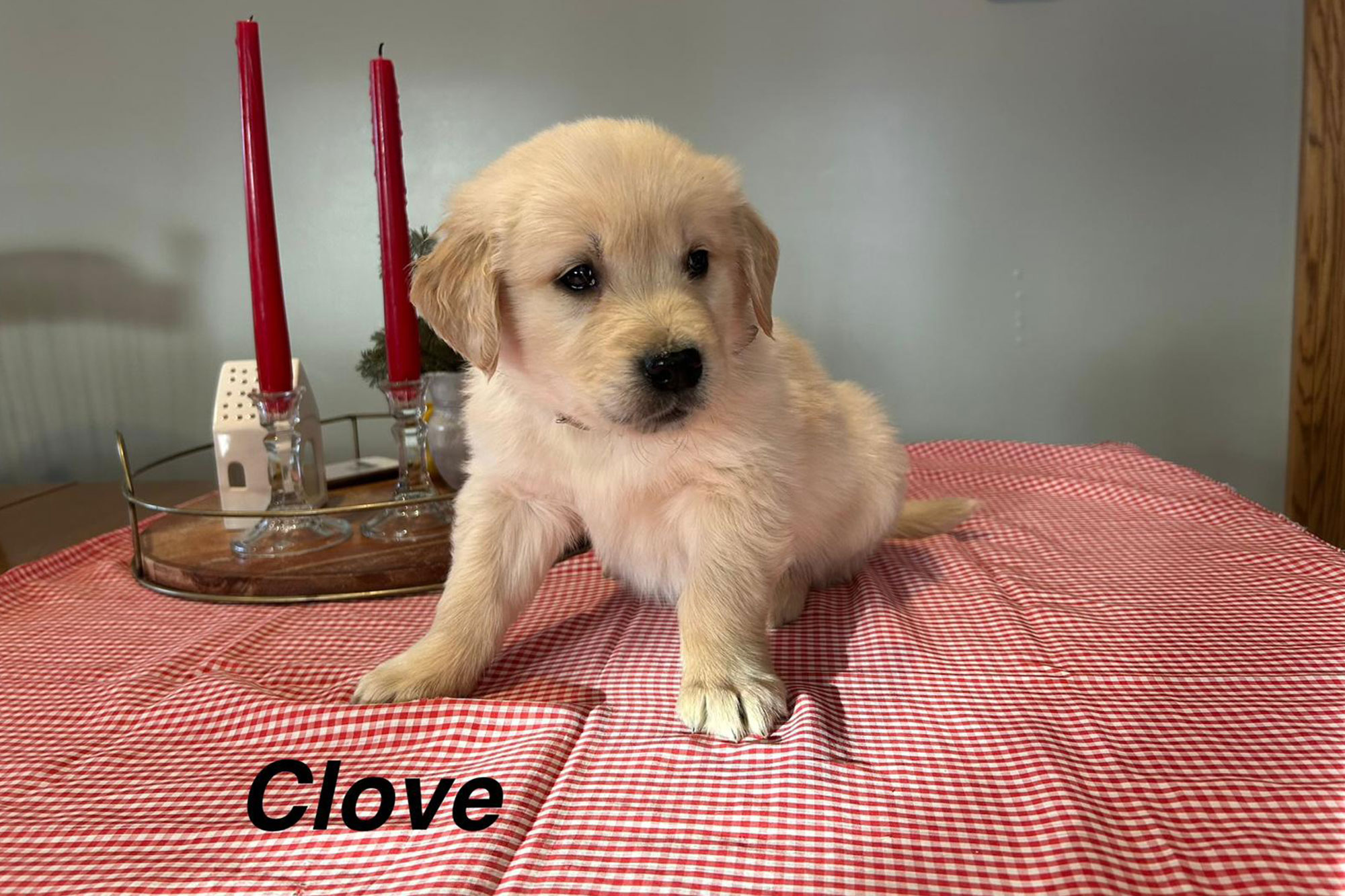 Autumn's Golden Retriever Puppies - Clove (Week 8)