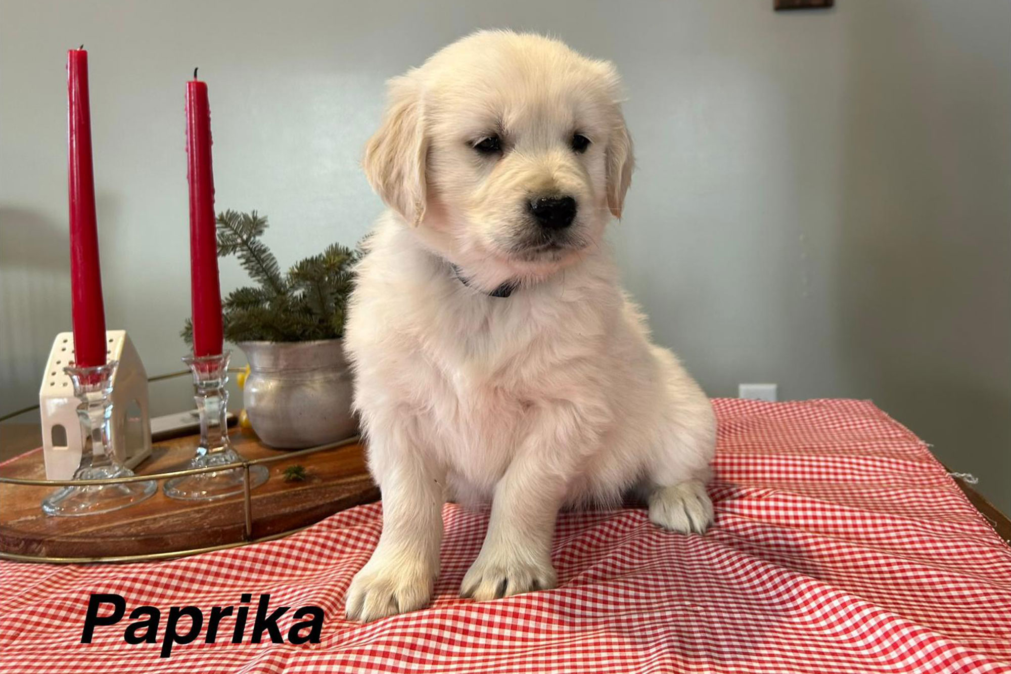 Autumn's Golden Retriever Puppies - Paprika (Week 8)