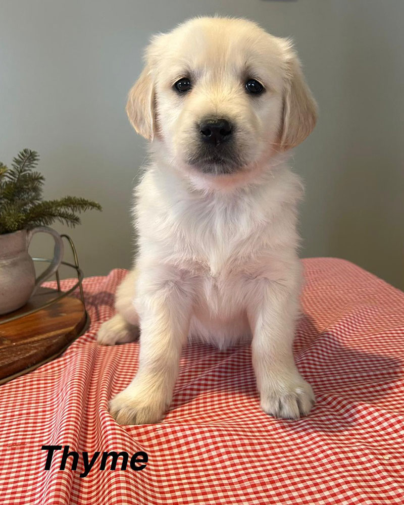 Autumn's Golden Retriever Puppies - Thyme (Week 8)