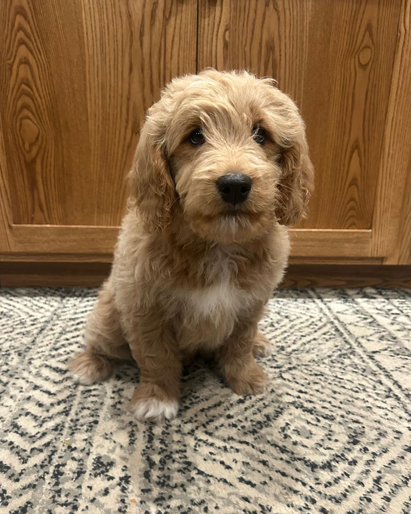 Goldendoodle Puppies - Cumin (Week 12) Goldendoodle Puppies - Cumin (Week 12)