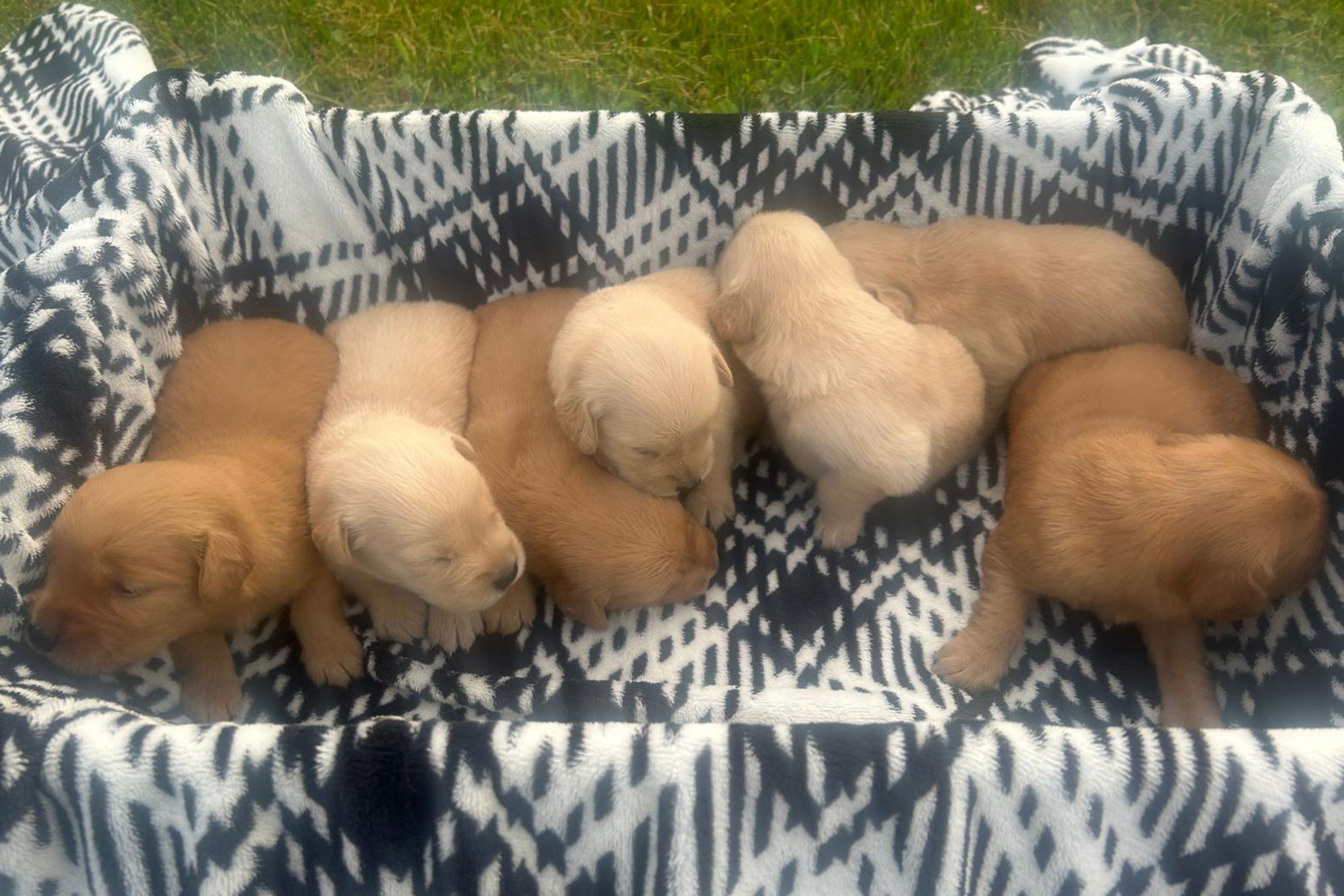 Golden Retriever Female Puppies (Week 3)