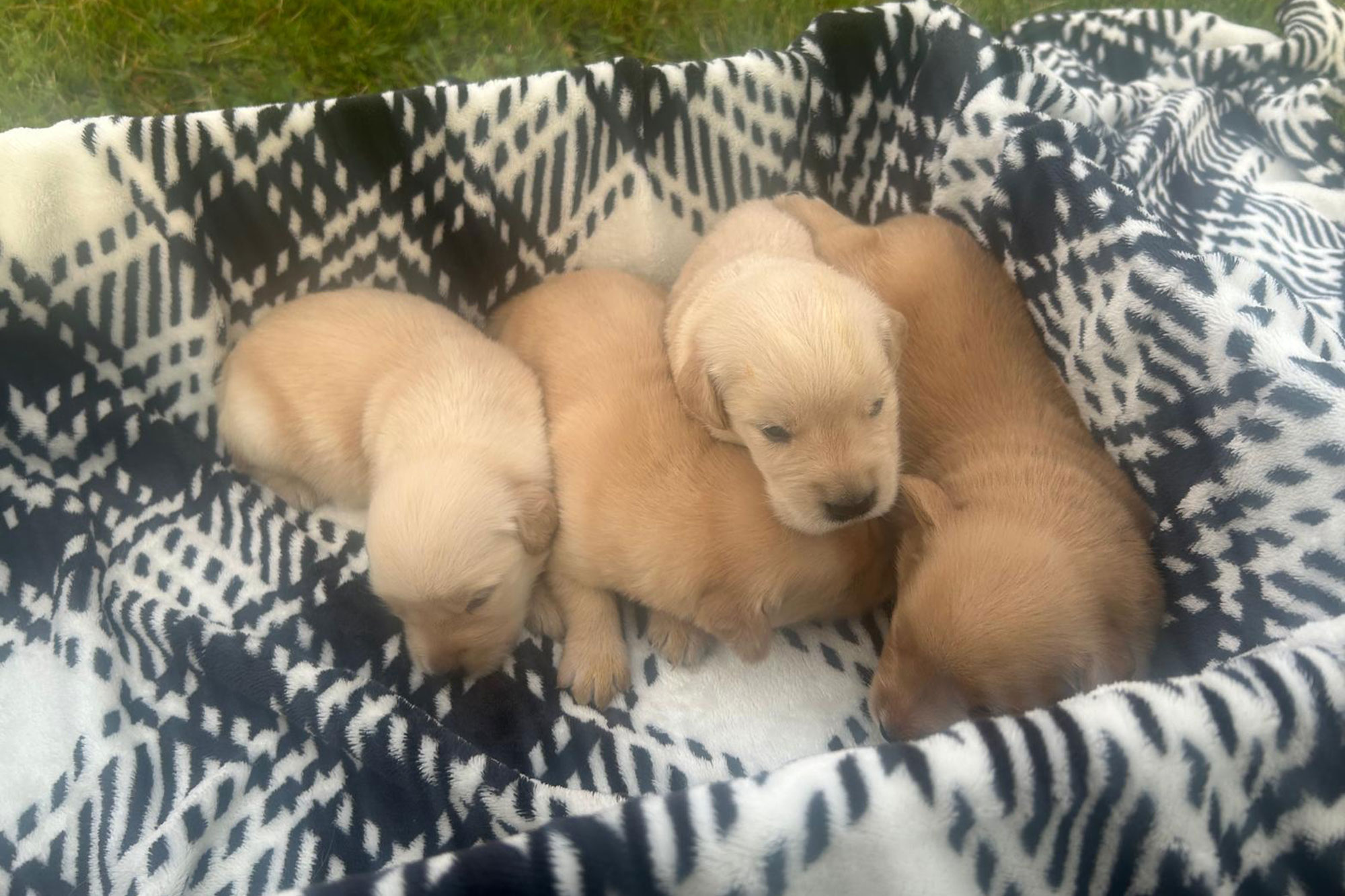 Golden Retriever Male Puppies (Week 3)